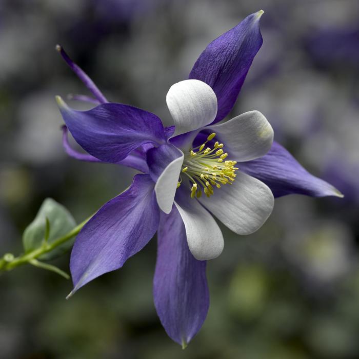 Kirigami™ Deep Blue & White - Aquilegia caerulea Kirigami™ Deep Blue & White - Aquilegia caerulea