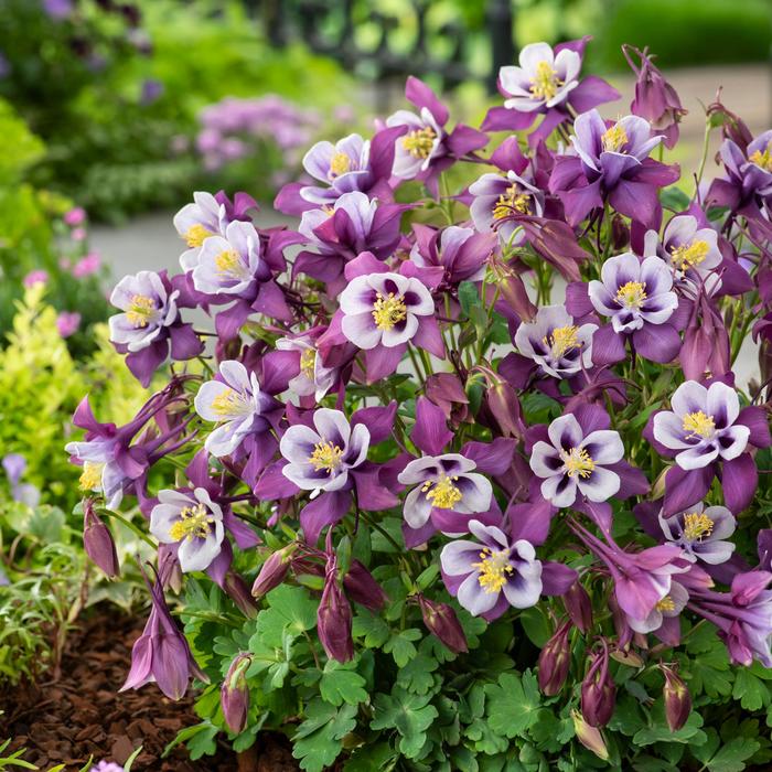 Columbine - Aquilegia caerulea Earlybird™ 'Purple White'