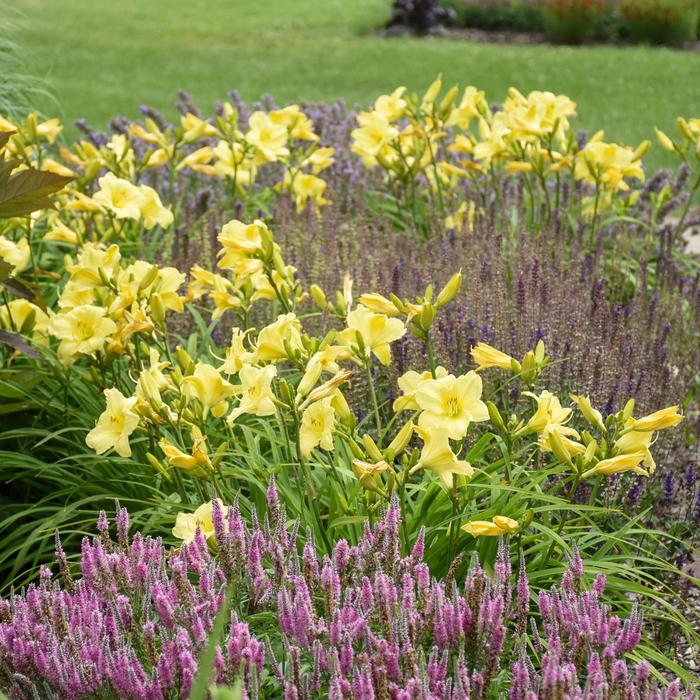 Rainbow Rhythm® 'Going Bananas' - Hemerocallis (Daylily)