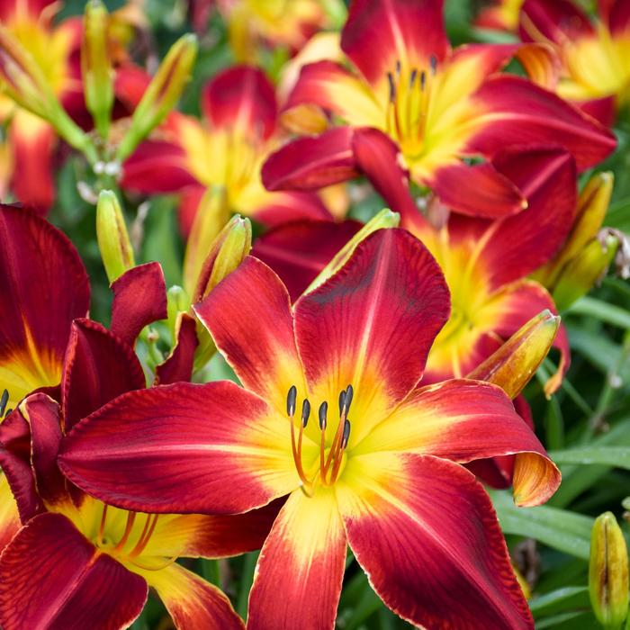 Rainbow Rhythm® 'Ruby Spider' - Hemerocallis (Daylily)