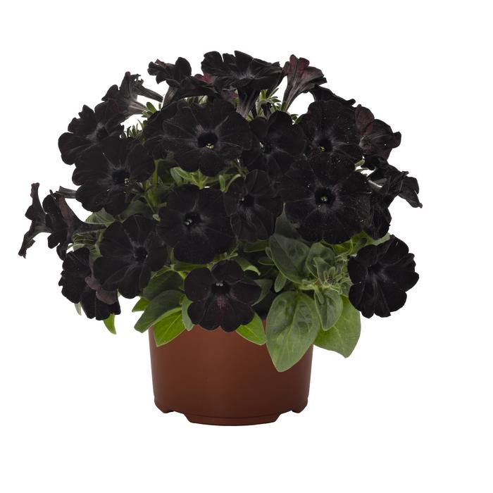 Sweetunia® Black Satin - Petunia hybrid