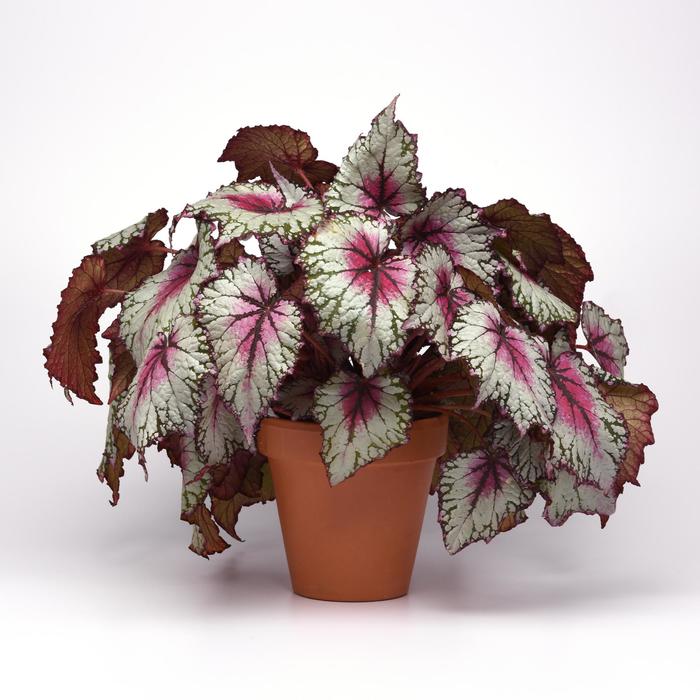 Jurassic™ 'Pink Splash' - Begonia rex-cultorum (Rex Begonia)