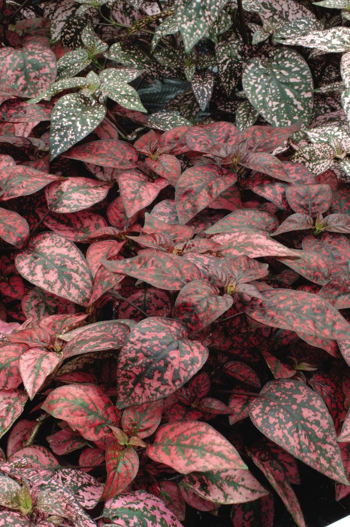 Splash 'Red' - Hypoestes phyllostachya (Polka Dot Plant)