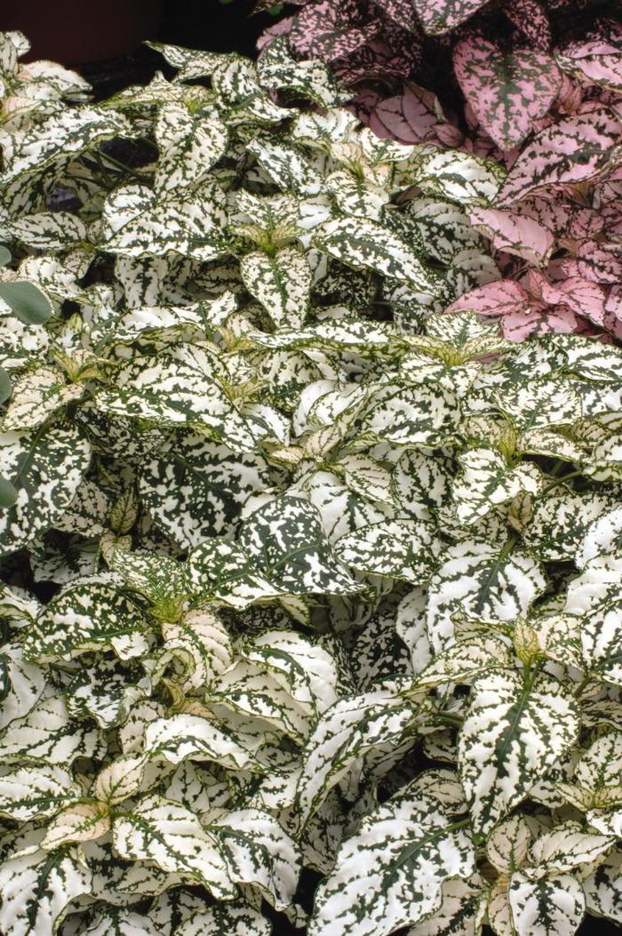 Splash Select™ 'White' - Hypoestes phyllostachya (Polka Dot Plant)