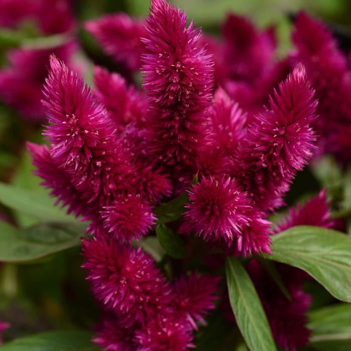 Celosia - Celosia argentea 'Intenz Dark Purple' 