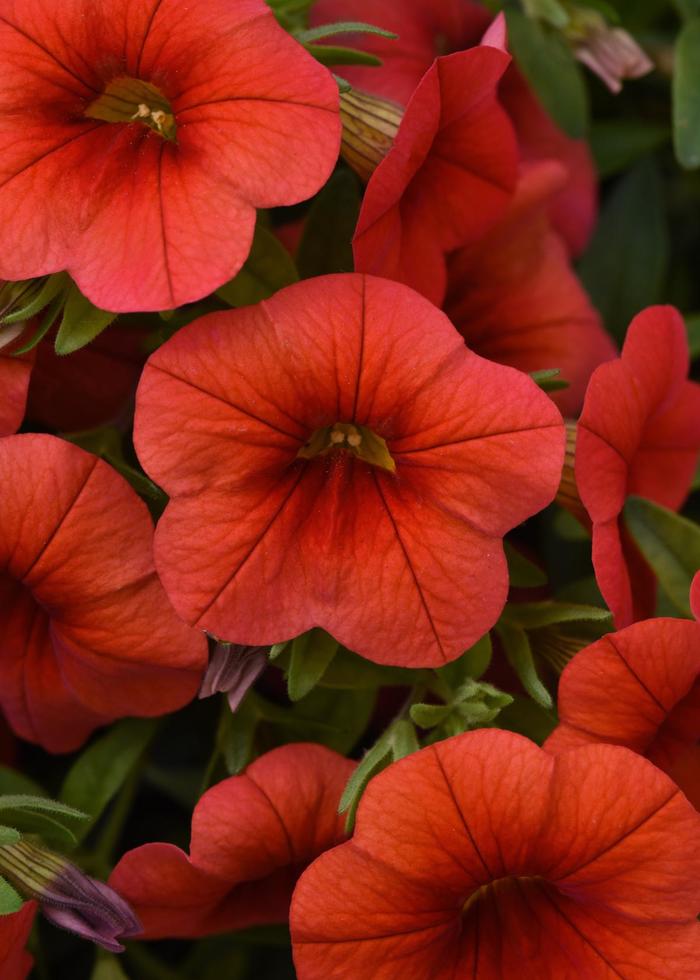 Cabaret® Orange Improved - Calibrachoa (Mini Petunia)