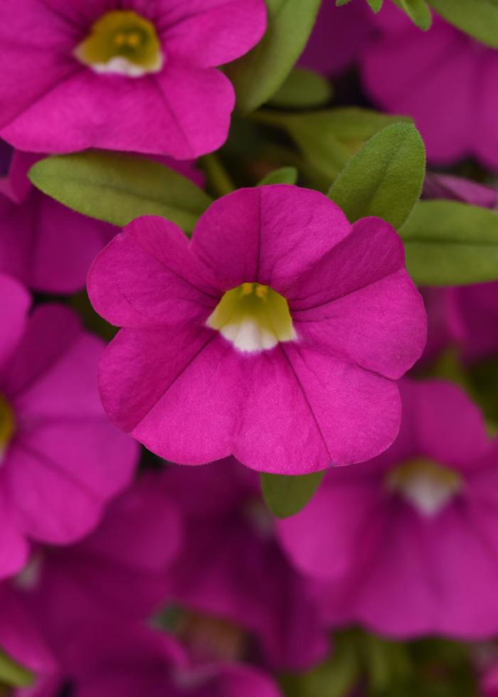 Cabaret® 'Pink Improved' - Calibrachoa (Mini Petunia)