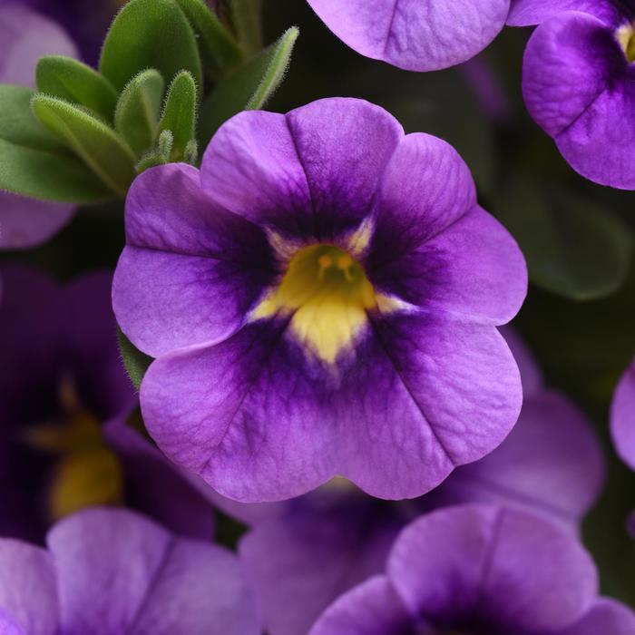 Bumble Bee™ 'Blue' - Calibrachoa (Mini Petunia)