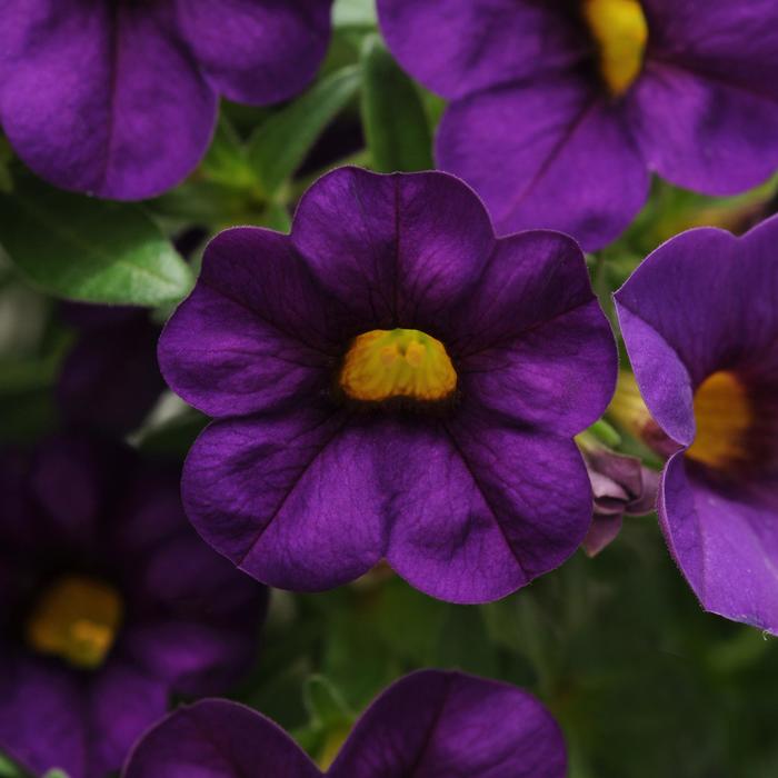 Cabaret® 'Purple' - Calibrachoa (Mini Petunia)