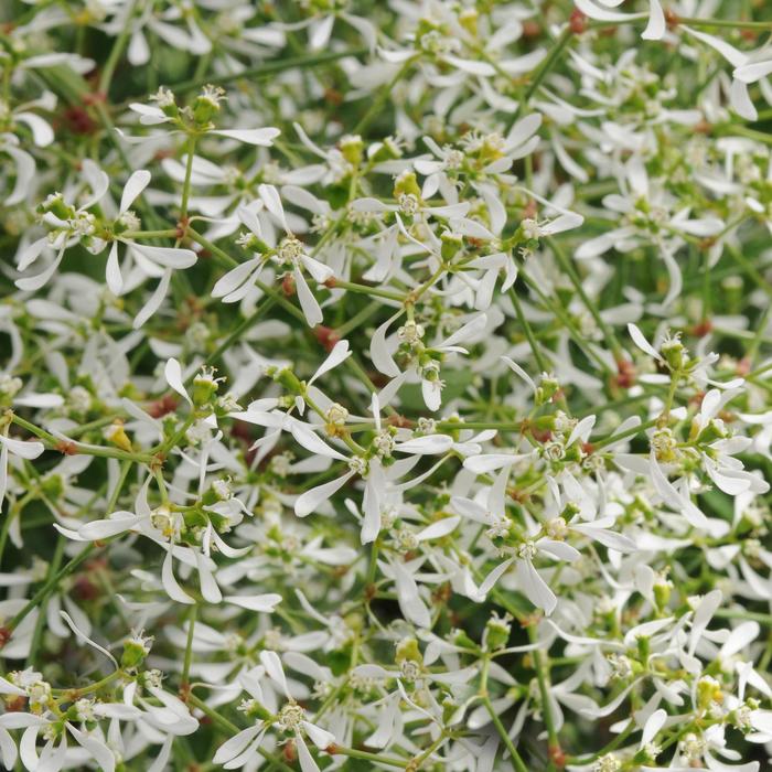 Euphorbia - Euphorbia hypericifolia Breathless® White 