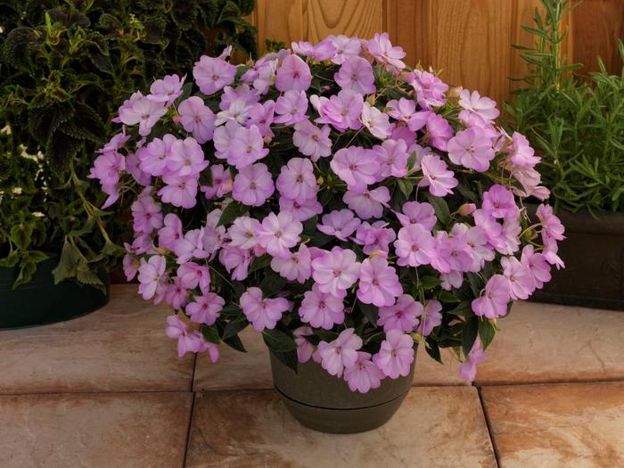 SunPatiens® Orchid Blush - Impatiens 