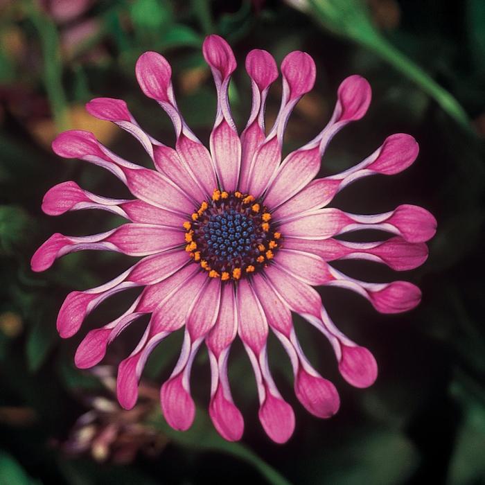 Osteospermum - Osteospermum ecklonis FlowerPower™ 'Spider Pink'