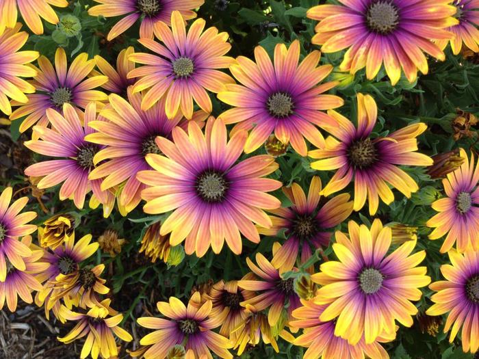 Zion&trade; Purple Sun - Osteospermum