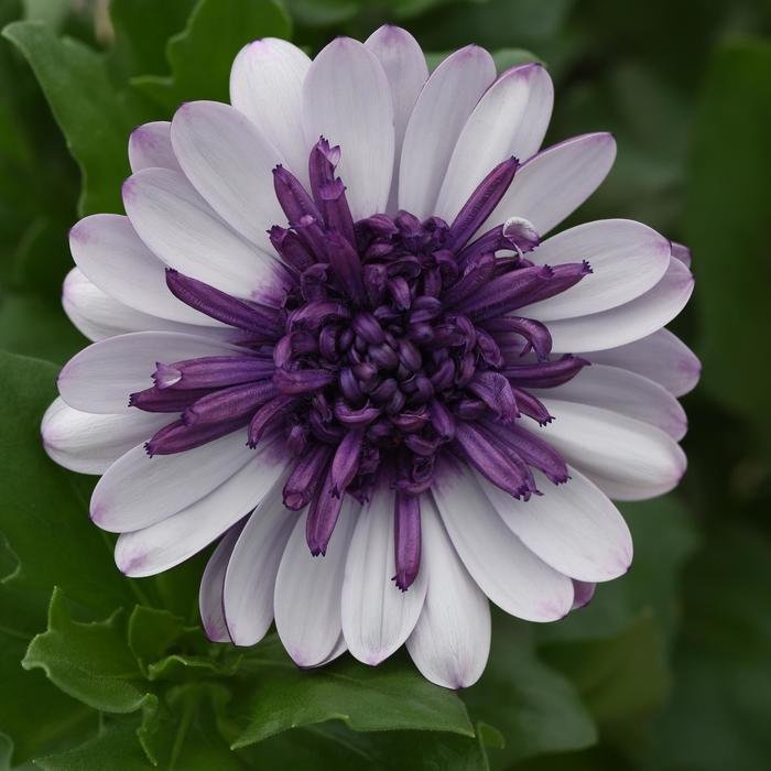 4D&trade; Violet Ice - Osteospermum