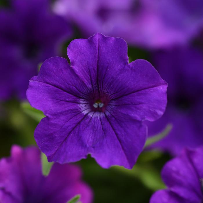 ColorRush™ Blue - Petunia 