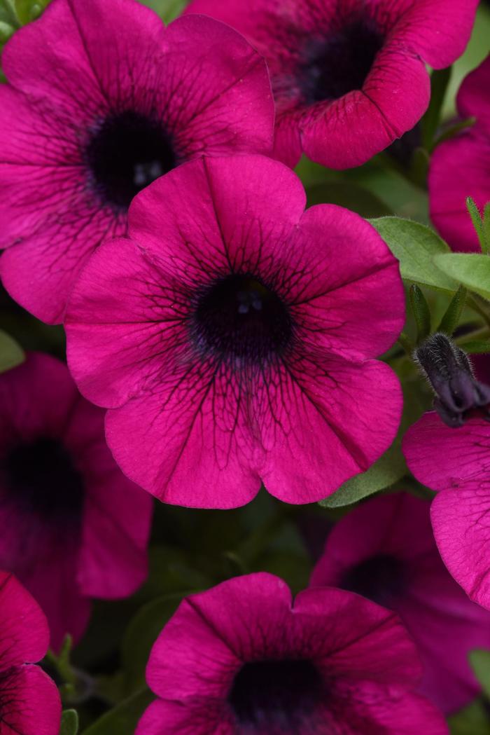 ColorRush™ Purple - Petunia 