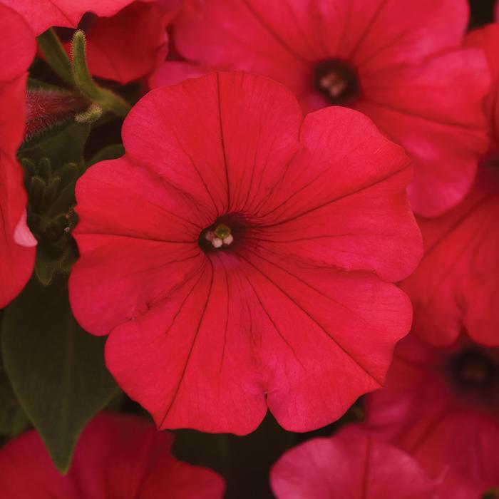 ColorRush™ Watermelon Red - Petunia 