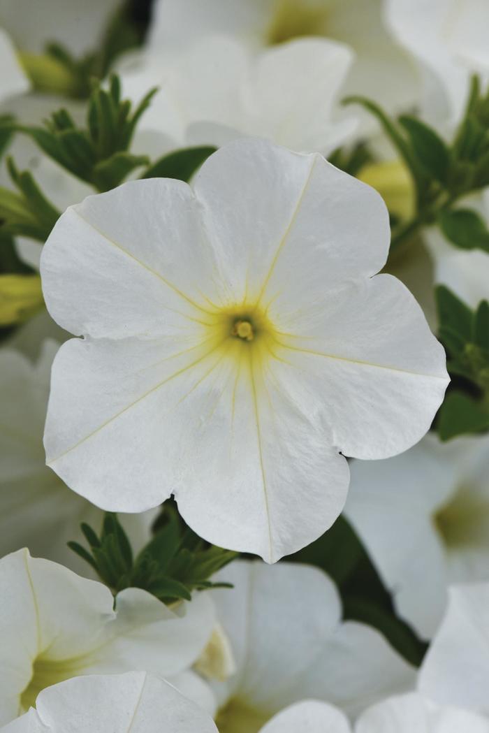 ColorRush™ White - Petunia 