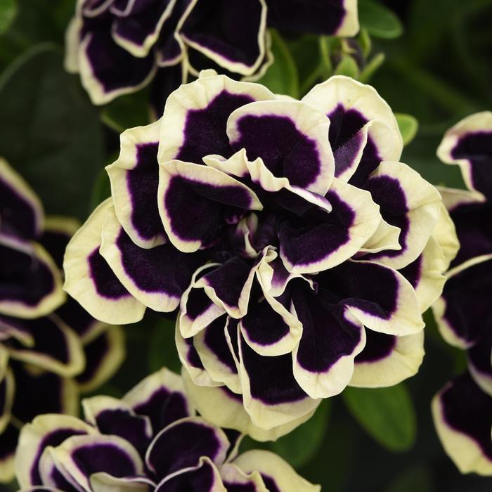 'Midnight Gold' - Petunia 