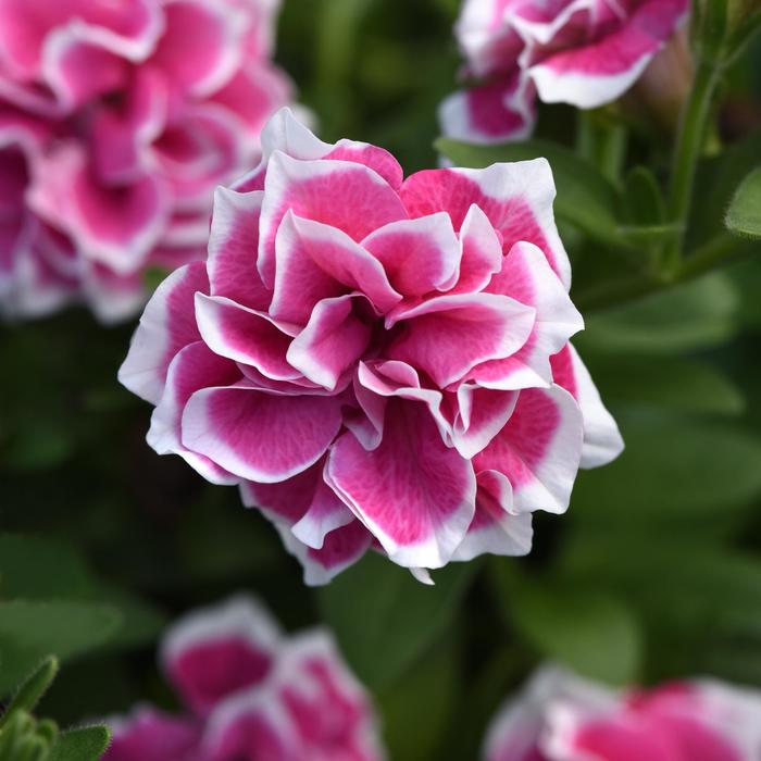 'Pink Diamond' - Petunia x hybrida