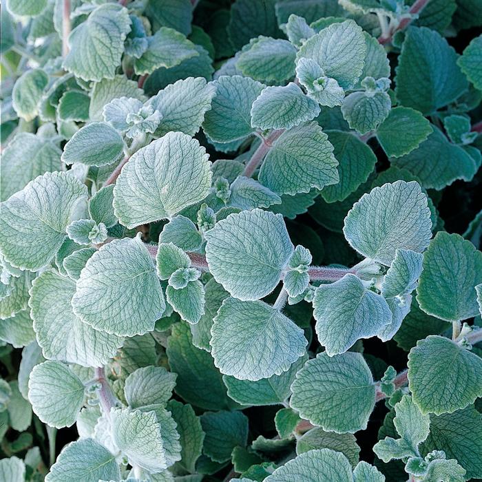 Plectranthus - Plectranthus coleoides Nicolleta Plectranthus - Plectranthus coleoides Nicolleta