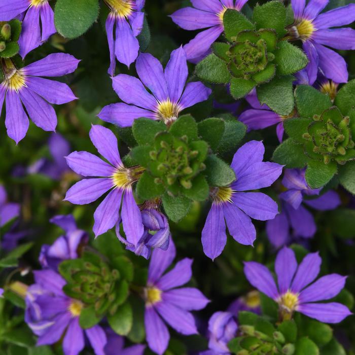 'Blue Brilliance' Fan Flower - Scaevola 