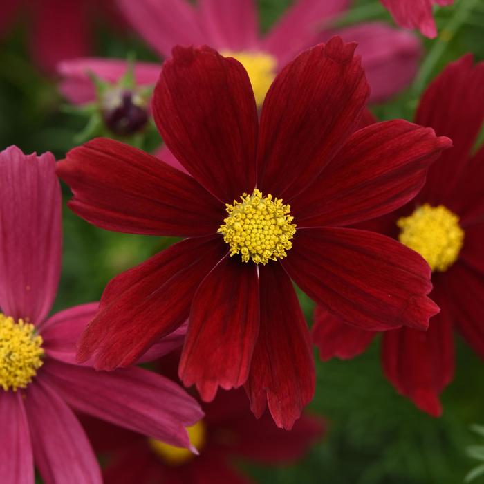 Sonata&trade; Red Shade - Cosmos