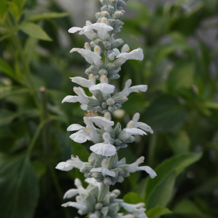 'White Flame' - Salvia farinacea 'White Flame' - Salvia farinacea