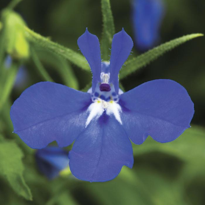 Techno® Dark Blue - Lobelia erinus