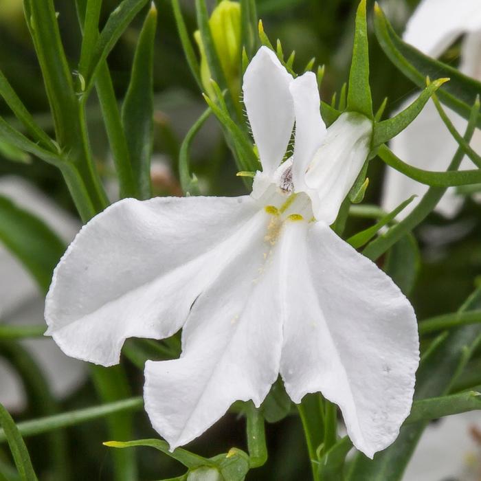 Techno® White - Lobelia erinus