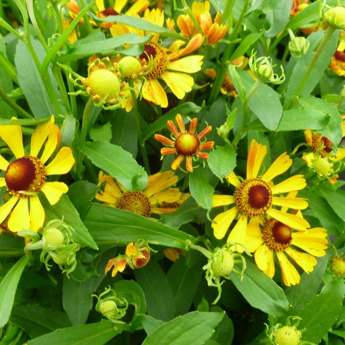 Sneezeweed - Helenium autumnale 'Salud™ Yellow'