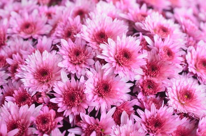 Carousel Pink - Chrysanthemum morifolium