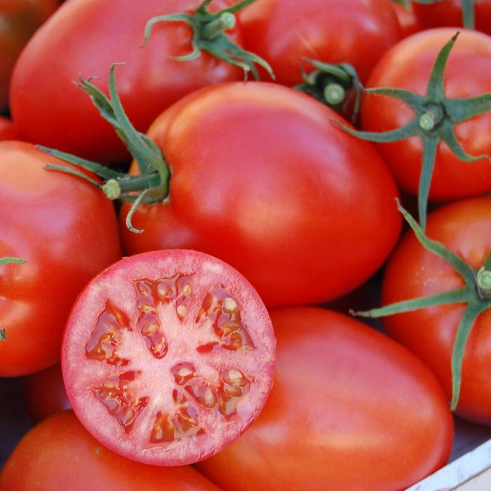 Tomato - Lycopersicon esculentum 'Amish Paste' 