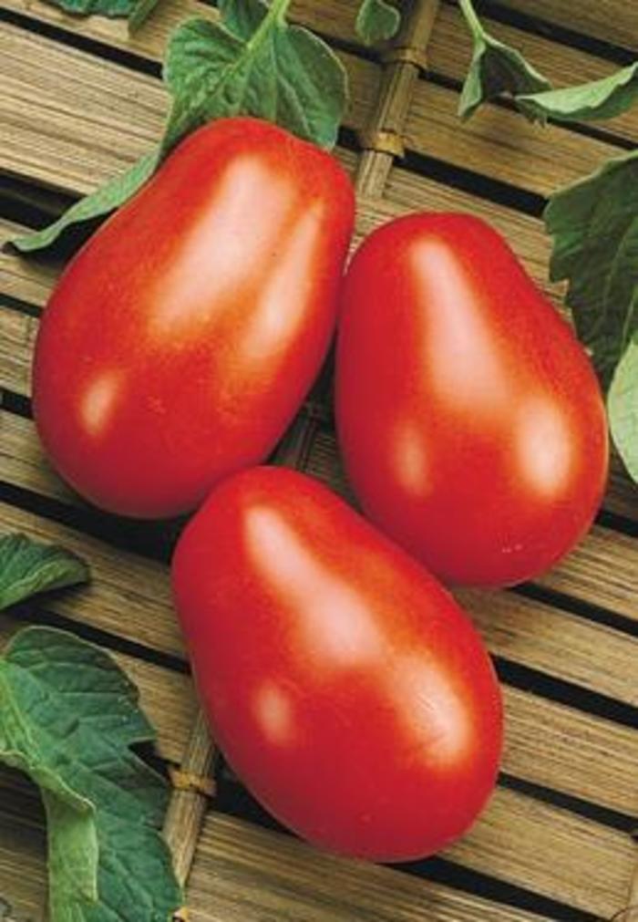 Tomato - Lycopersicon esculentum 'La Roma III' 