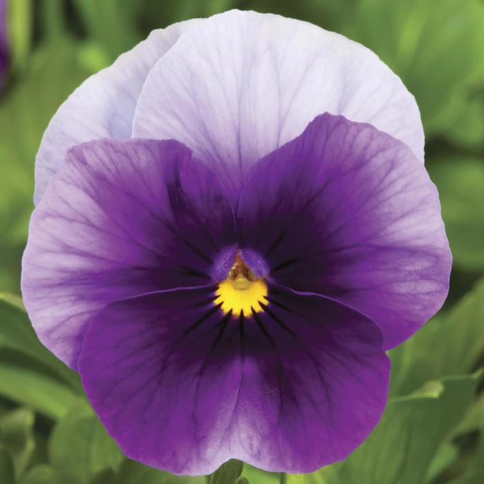 Viola - Viola cornuta Penny® Beaconsfield