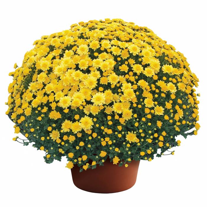 Chelsey™ Yellow - Chrysanthemum x morifolium