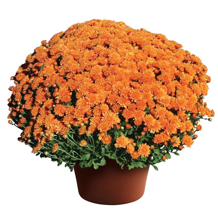 Ursula™ Fancy Orange - Chrysanthemum 