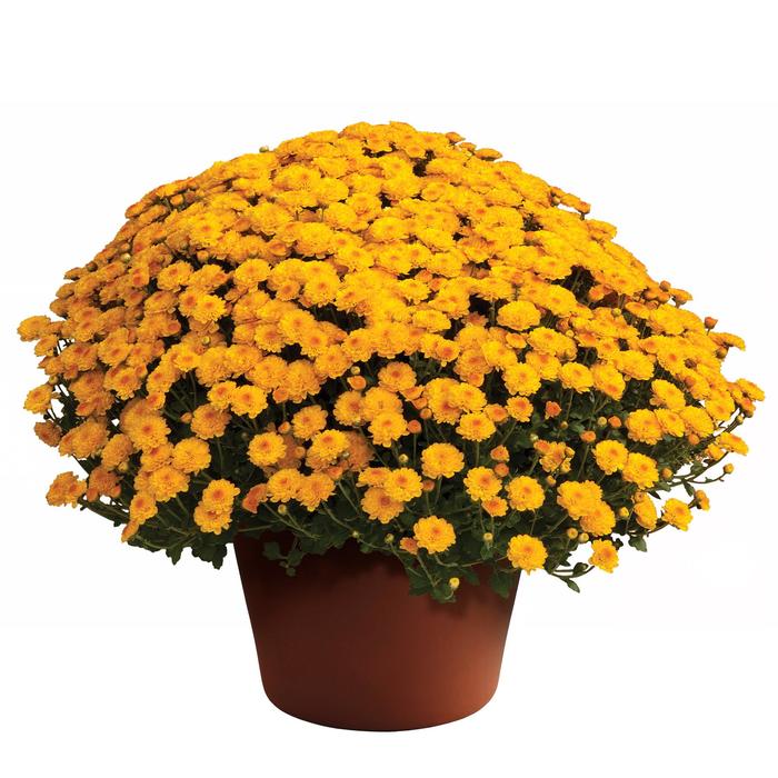 Gigi™ Gold - Chrysanthemum x morifolium 