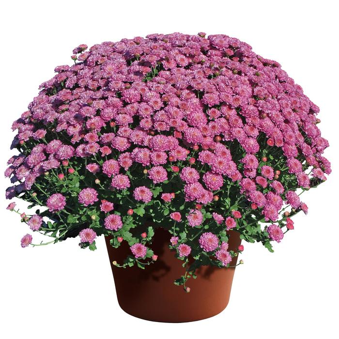 'Gigi™ Dark Pink' Garden Mum - Chrysanthemum grandiflorum