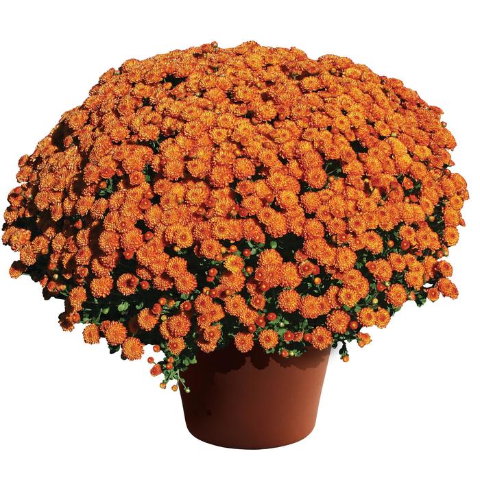 Gigi™ Orange - Chrysanthemum x morifolium 