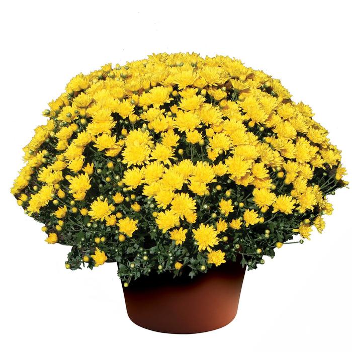 Brittany™ Yellow - Chrysanthemum x morifolium