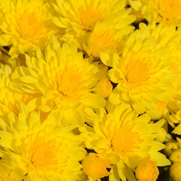  'Honeyblush Yellow' - Chrysanthemum