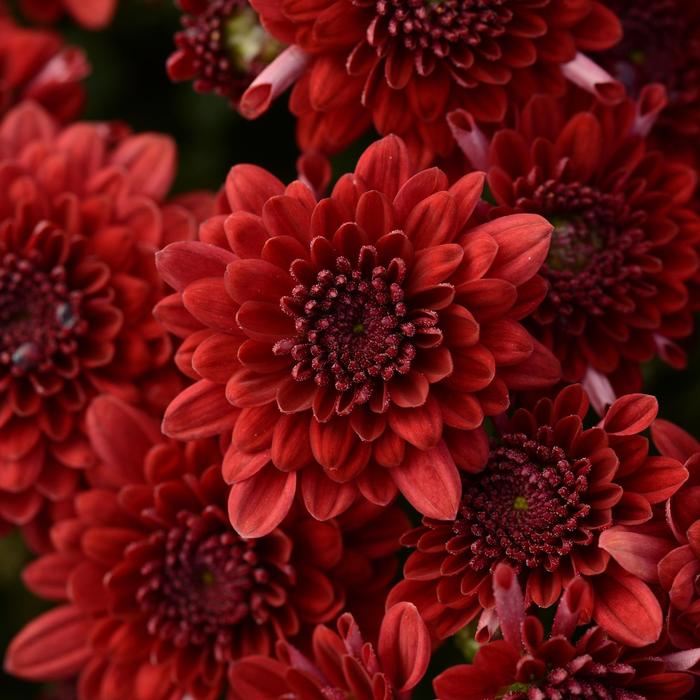 'Majesty Red' - Chrysanthemum x morifolium