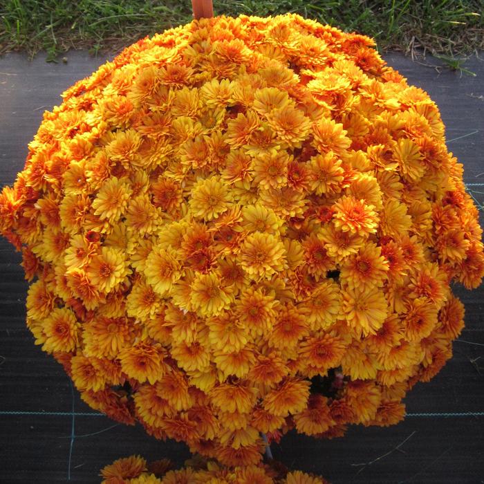 'Mika Orange ' - Chrysanthemum x morifolium