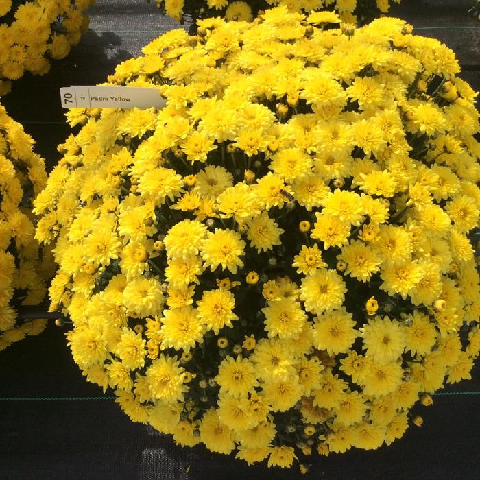 Belgian® 'Padre Yellow' - Chrysanthemum x morifolium
