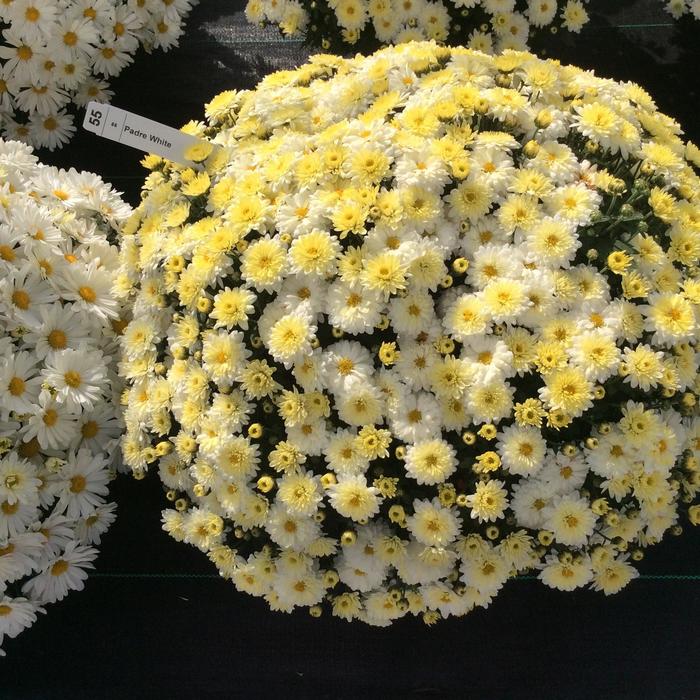 Belgian® 'Padre White' - Chrysanthemum x morifolium (Mum)