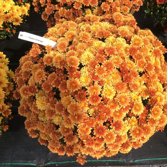 Belgian® 'Padre Orange' - Chrysanthemum x morifolium (Mum)