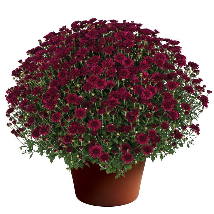 'Patty Purple' - Chrysanthemum x morifolium