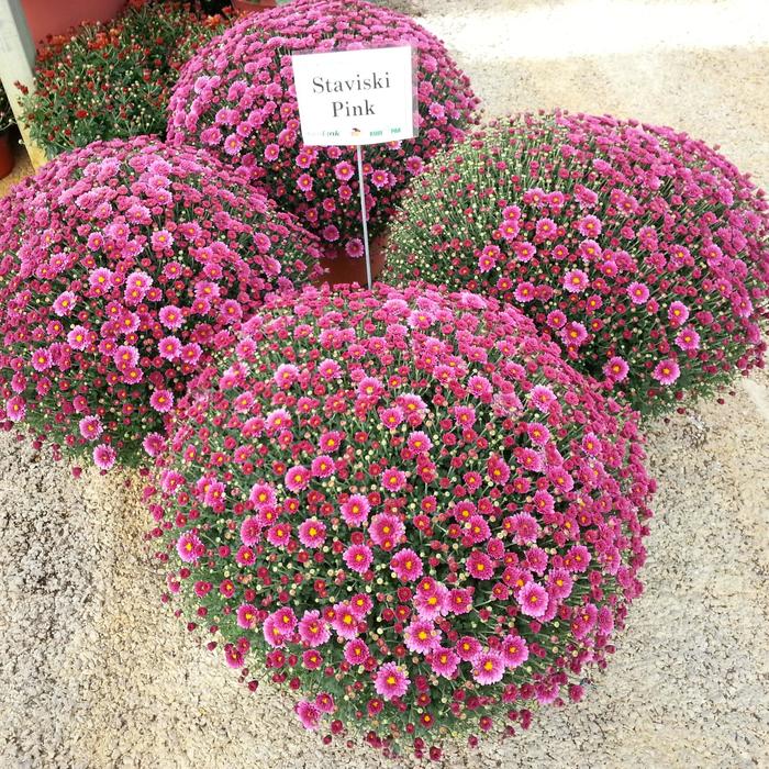 'Staviski Pink' - Chrysanthemum x morifolium