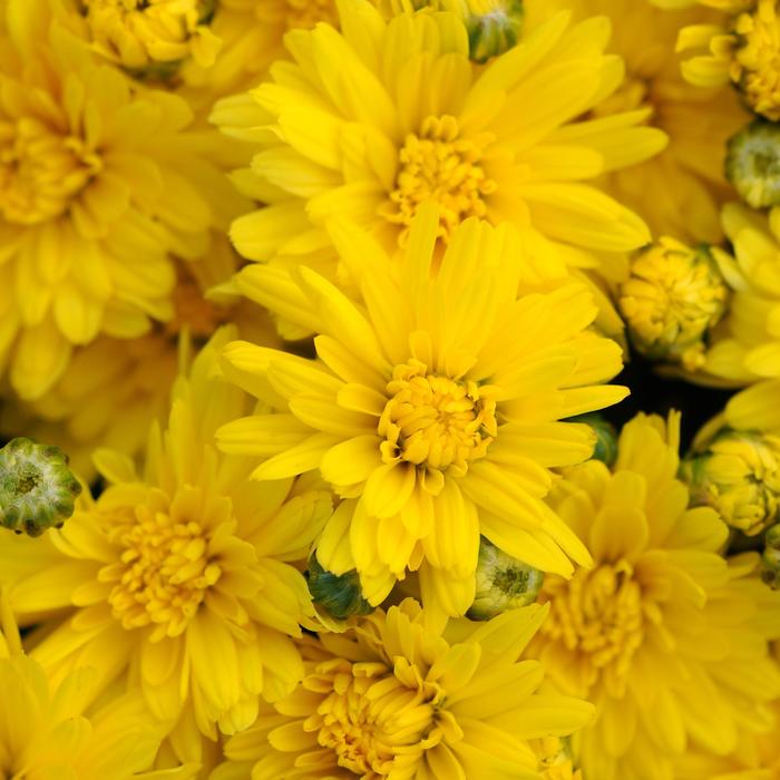 Stellar Yellow - Chrysanthemum x morifolium